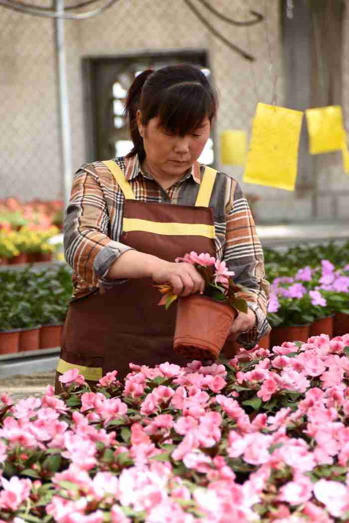 秦岭脚下兴起"花经济"-长安频道-西安网